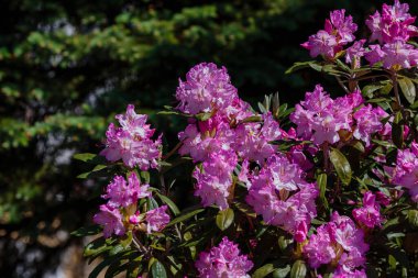 İlkbaharda Rhododendron dauricum