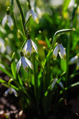 Bahar bahçesinde güzel kar damlaları. Doğal arka planda güzel beyaz kardelen (Galanthus).