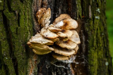 Bir ağacın üzerinde tavuk mantarı (Laetiporus Sülfür)