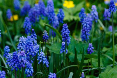 Bahçedeki mavi muscari çiçekleri. Muscari çiçekleri. Muscari Ermeniacum. Üzüm sümbülleri. Mavi bahar çiçekleri.