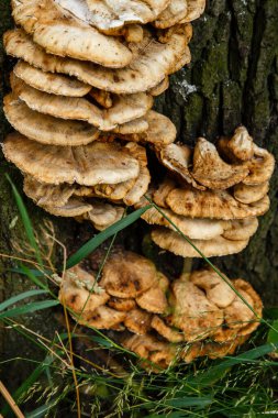 Bir ağacın üzerinde tavuk mantarı (Laetiporus Sülfür)