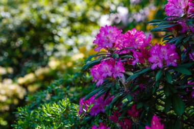 İlkbaharda Rhododendron dauricum