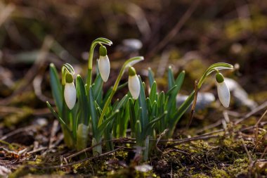 Leucojum vernum, ilkbahar beyaz çiçekleri, erken çiçek açan kardelenlere benzeyen bitkiler. Leucojum vernum uzun ömürlü bir bitkidir. Galanthus vernus, Nivaria verna, Erinosma verna