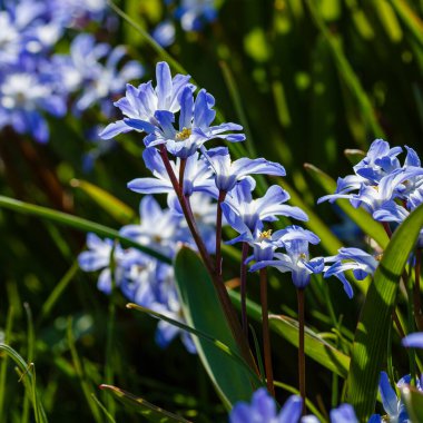 Çiçek açmış mavi bahar çiçekleri. Bahçedeki Chionodoxa luciliae. Chionodoxa renkli yıldızlar şeklinde güzel çiçeklerle çok uzun ömürlüdür.
