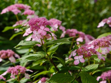 Ortanca Koreana pembe çiçeklerle çiçek açar. 