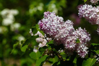 Bahar bahçesinde çiçek açan leylak (şırınga vulgaris). Doğal arka planda pembe leylak