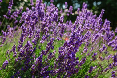 Lavandula 'nın mavi çiçekleri doğal arka planda. Lavanta çiçekleriyle güzel bir yaz manzarası.