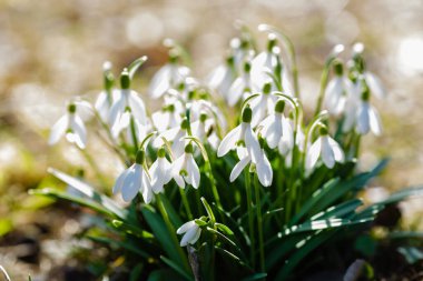 Bahar bahçesinde güzel kar damlaları. Doğal arka planda güzel beyaz kardelen (Galanthus).