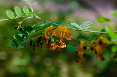 Bahçedeki kolutea ağaçlarının orada. Parlak turuncu çiçekler ve tohumlar