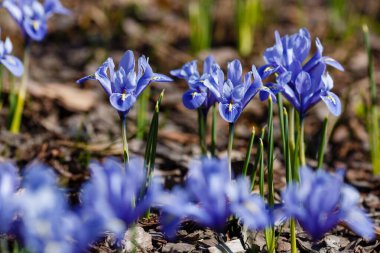 Bahar bahçesinde mavi iridodictyum çiçekleri.