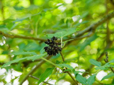 Acanthopanax Senticosus, Sibirya Ginseng, Eleutherococcus senticosus meyvesi ağaçta