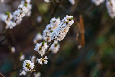 Beyaz Daphne mezereum çiçeklerinin dalları