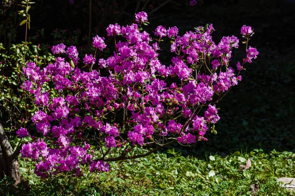 Fiori Rhododendron Dauricum Ledum Nell Orto Botanico Primaverile — Foto Stock