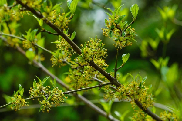 Zielone Liście Cornus Mas Wiśnia Kornelijska — Zdjęcie stockowe