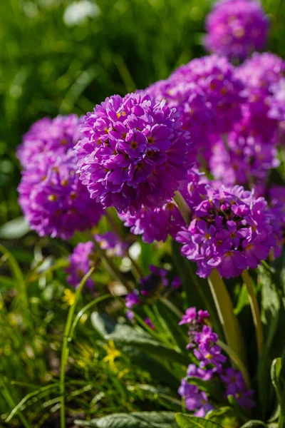 Primula Denticulata Drumstick Primula Doğal Arka Planda Mor Bahçe Çiçekleri — Stok fotoğraf