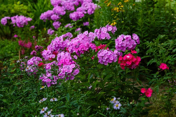 Vackra Blommor Flox Paniculata Blommande Grenar Flox Trädgården — Stockfoto