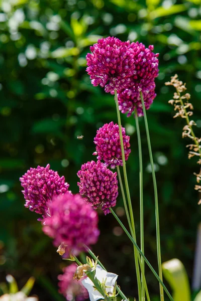 Vermelho Allium Sphaerocephalon Jardim Primavera — Fotografia de Stock
