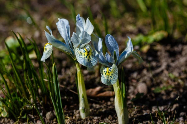 Niebieski Iridodictyum Kwiaty Wiosennym Ogrodzie — Zdjęcie stockowe