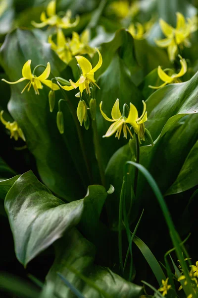 Gula Blommor Erythronium Vårträdgården Flerårig Örtartad Lökväxt Släktet Lily Tidig — Stockfoto