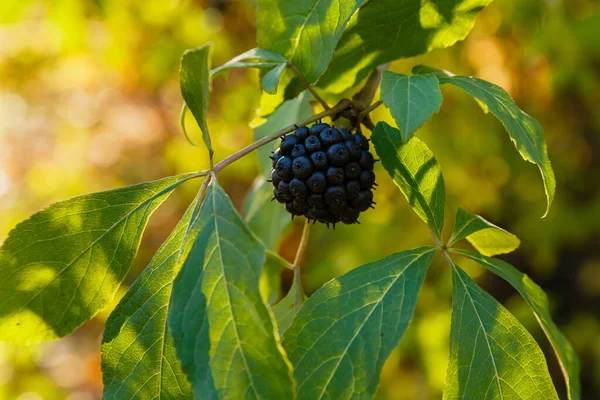 Doğal arka planda Eleutherococcus senticosus 'lu Berry. Eleutherococcus, Aralii familyasından bir bitki cinsidir. Bahçedeki ilaç bitkisi.