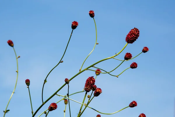 Sanguisorba Sanguisorba Officinalis Természetes Háttérrel Burnet Áramlások Kertben Gyógynövények Termesztése — Stock Fotó