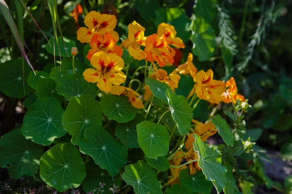 Orange Och Gul Nasturtium Blommor Tropaeolum Majus Trädgården — Stockfoto