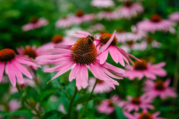 Růžový Allium Sphaerocephalon Zahradě Včela Kytce — Stock fotografie