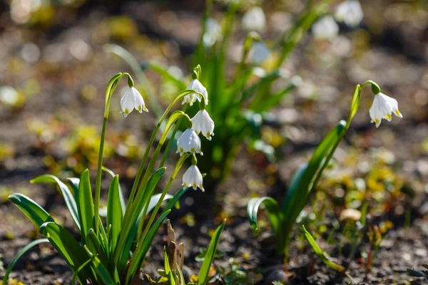 Leucojum Vernumは春の白い花で 降雪のように見える早咲きの植物です Leucojum Vernumは多年生の球根植物です ガランサス ヴェルナ ニヴァラ ヴェルナ エリノスマ — ストック写真