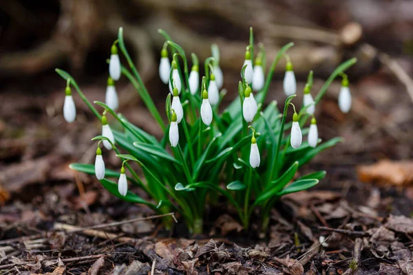 雪花春天花园的花朵 天然绿色背景的欧蒙雪花 Galanthus Nivalis — 图库照片