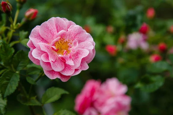 Des Roses Roses Poussent Dans Jardin Contexte Été — Photo