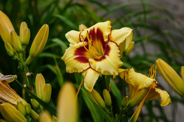 夏には庭に美しいスイレンの花 ランドスケープデザインにおける多年生植物のユリ Hemerocallis — ストック写真