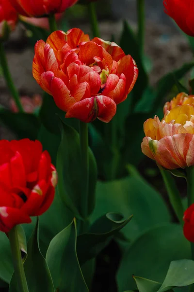 Tulipes Doubles Rouges Dans Jardin Jardinage Aménagement Paysager Jardinage Avec — Photo