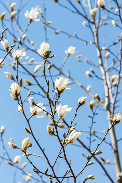 Магнолія Білі Квіти Саду Ранньої Весни — стокове фото