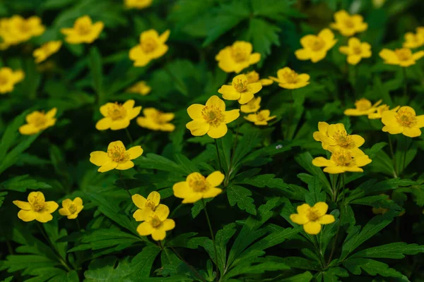 Anémone Jaune Sur Jour Printemps Profondeur Champ Faible — Photo