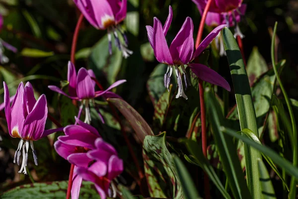 Erythronium Sibiricum Voorjaarstuin Erythronium Dens Canis Hond Tand Violet Roze — Stockfoto