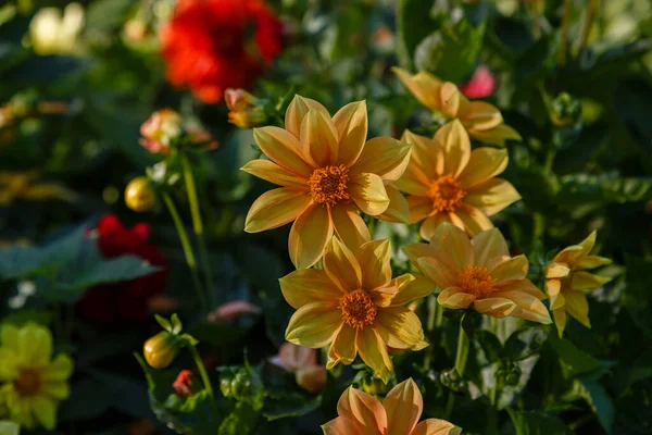Květiny Ročních Dahlias Zahradě — Stock fotografie