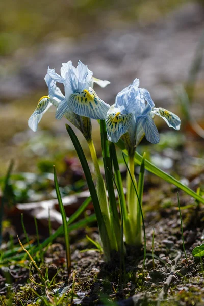 Bahar Bahçesinde Mavi Iridodictyum Çiçekleri — Stok fotoğraf