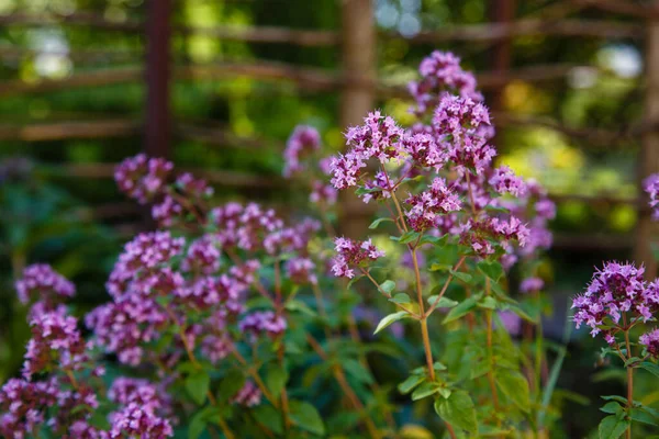 Flowering Oregano Garden Cultivation Medicinal Plants Fragrant Herbs Garden — Stock Photo, Image