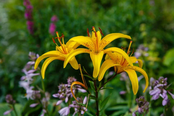 Κίτρινα Άνθη Κρίνου Lilium Bulbiferum Στον Κήπο — Φωτογραφία Αρχείου