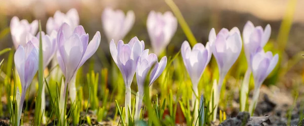 Cruci Violet Într Grădină Primăvară — Fotografie, imagine de stoc