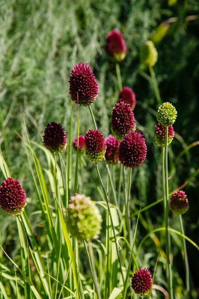 Vackra Blommor Miscanthus Sinensis Trädgården — Stockfoto