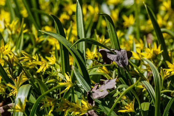 Least Gagea Gagea Minima Flowers Blooming Spring Time Garden Forest — Stock Photo, Image