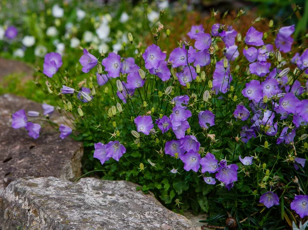 Bahçede gelişen Campanula Carpatica. Campanula Carpatica 'nın güzel mavi çiçekleri.