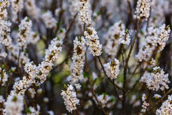 Větve Bílých Květů Daphne Mezereum — Stock fotografie