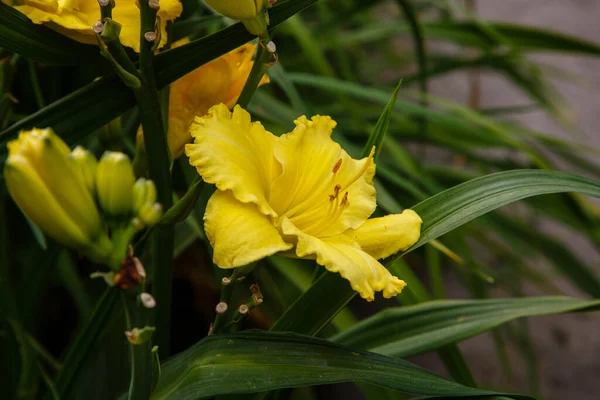 Lindas Flores Diurnas Jardim Verão Plantas Diurnas Perenes Hemerocallis Projeto — Fotografia de Stock