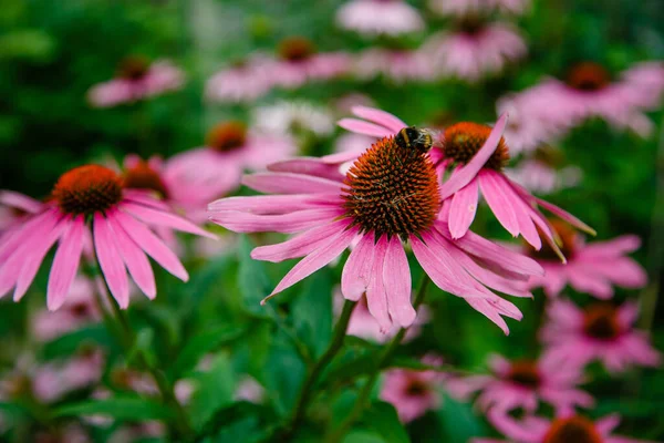 Ροζ Allium Sphaerocephalon Στον Κήπο Μέλισσα Ένα Λουλούδι — Φωτογραφία Αρχείου