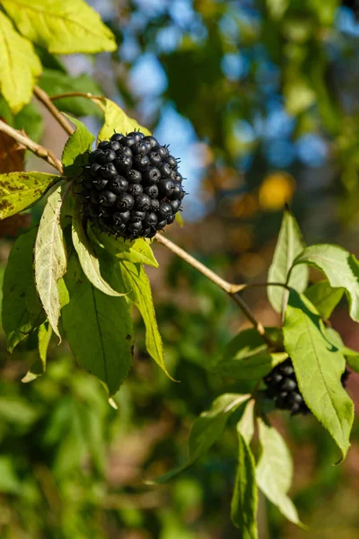 Beeren Von Eleutherococcus Senticosus Natürlichen Hintergrund Eleutherococcus Ist Eine Pflanzengattung — Stockfoto