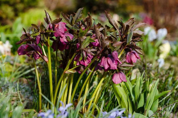 Fastenrose Helleborus Caucasicus Frühlingsgarten Helleborus Abchasicus — Stockfoto