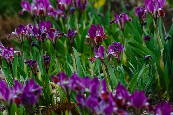 Purple Iris Pumila Spring Garden — Stock Photo, Image