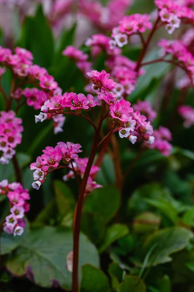 Bergenia Crassifolia Dans Jardin Printemps Fleurs Roses Bergenia — Photo